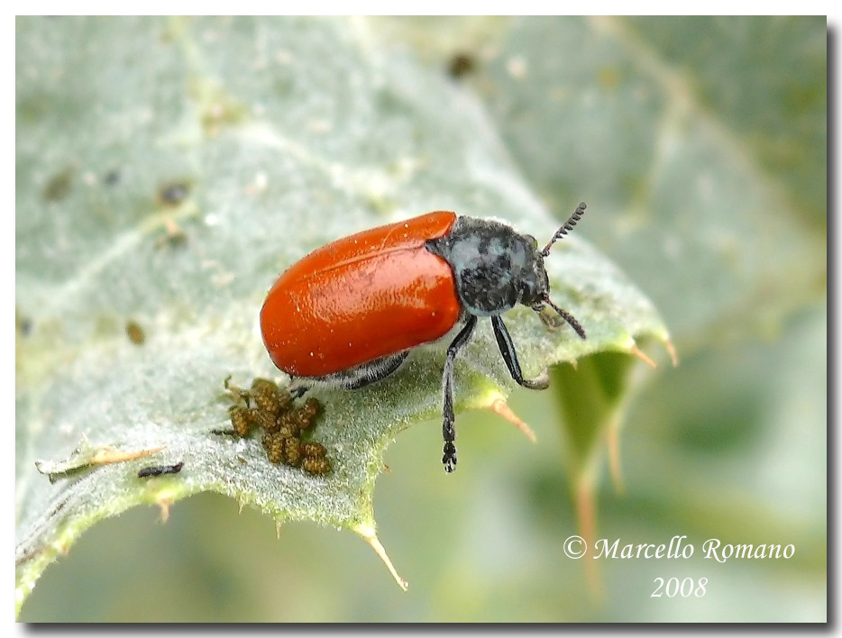 Lachnaia paradoxa in deposizione (Chrysomelidae)